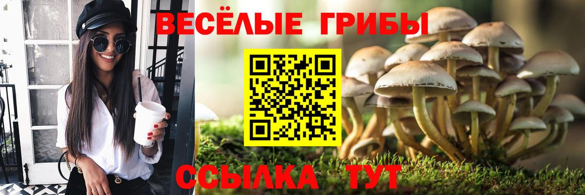 Псилоцибиновые грибы Cubensis  Вход с VPN  Камышлов 
